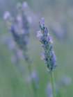 English lavender, Garden, New Mexico Art Print